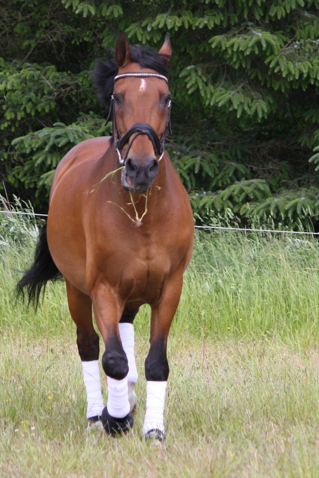 Skønneste Prunse billede 70