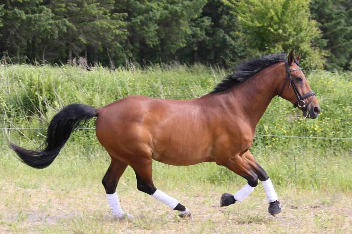 Skønneste Prunse billede 71