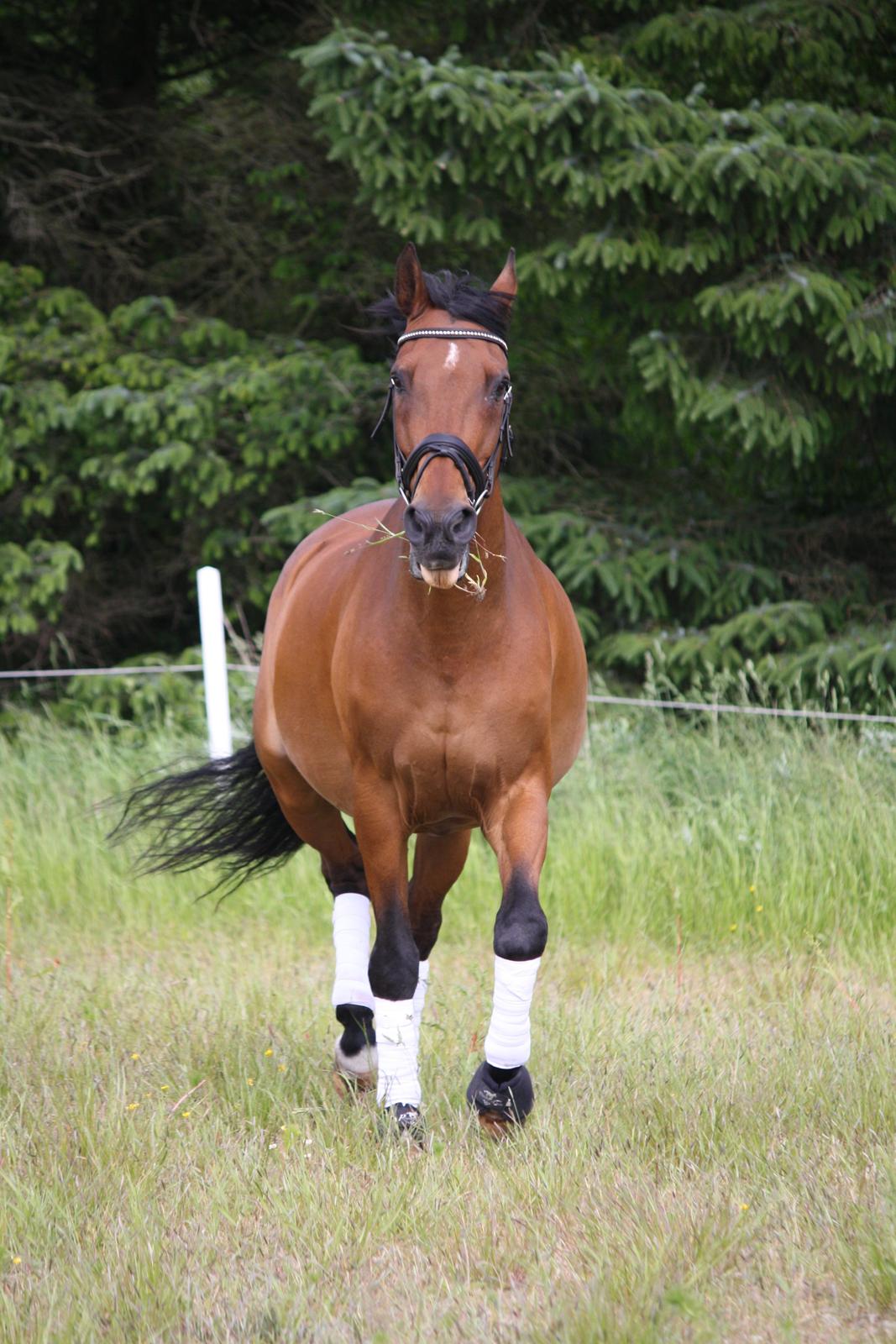 Skønneste Prunse billede 72