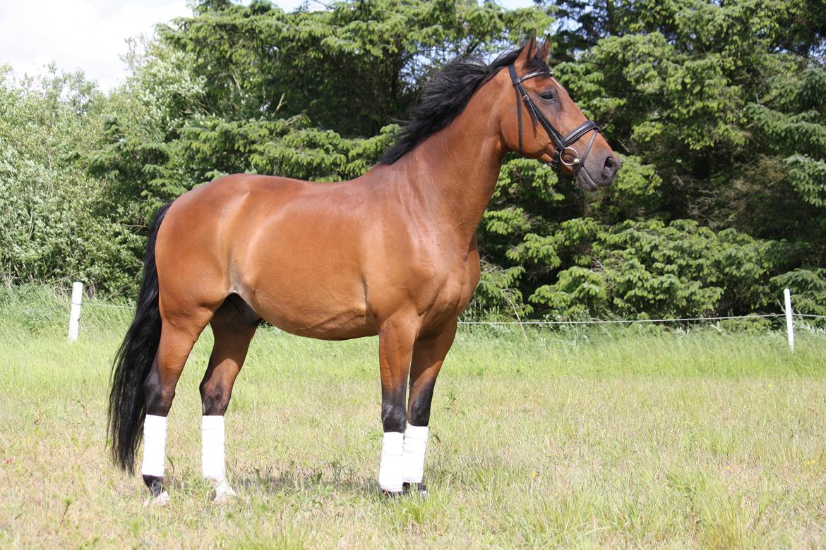 Skønneste Prunse billede 73