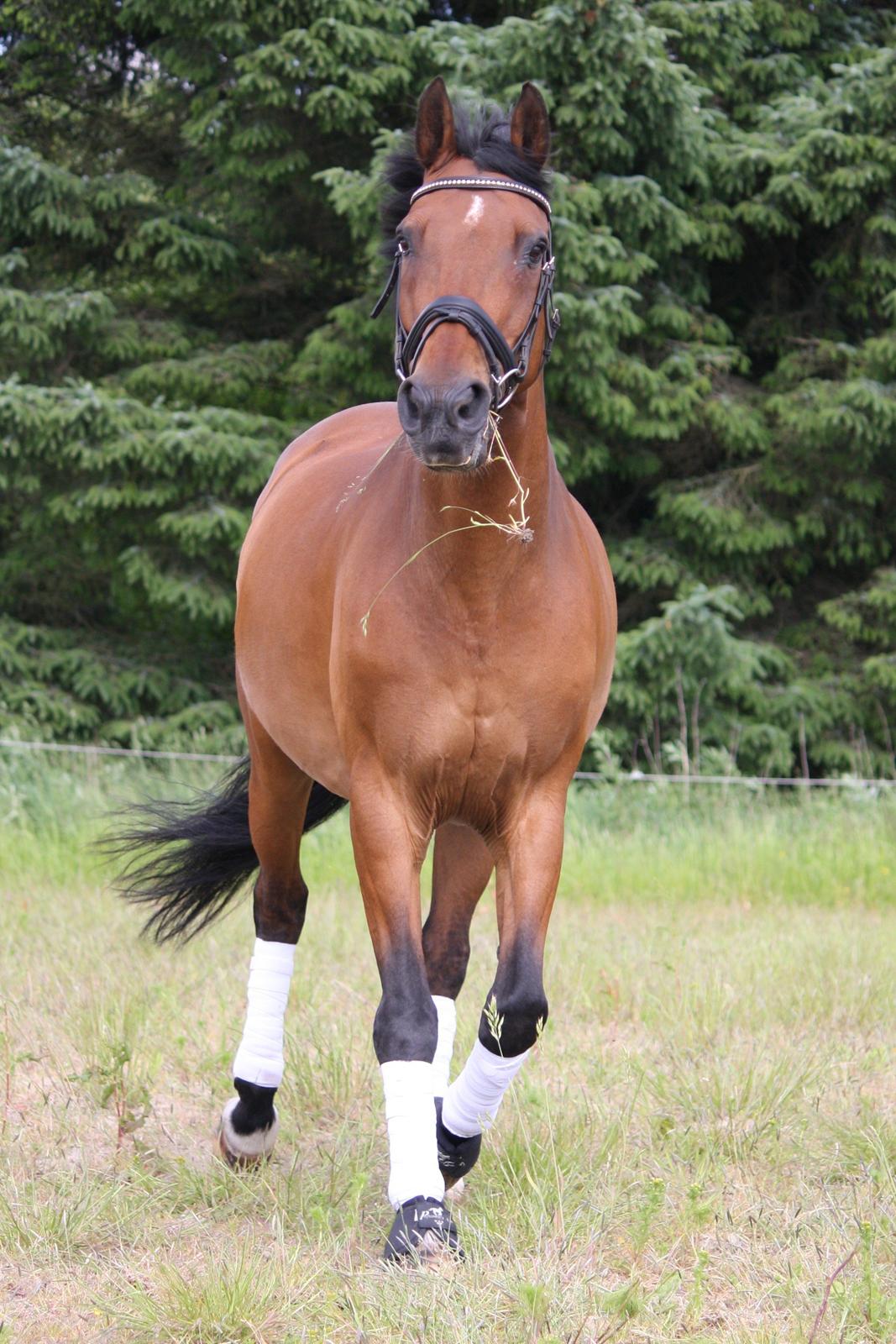 Skønneste Prunse billede 74