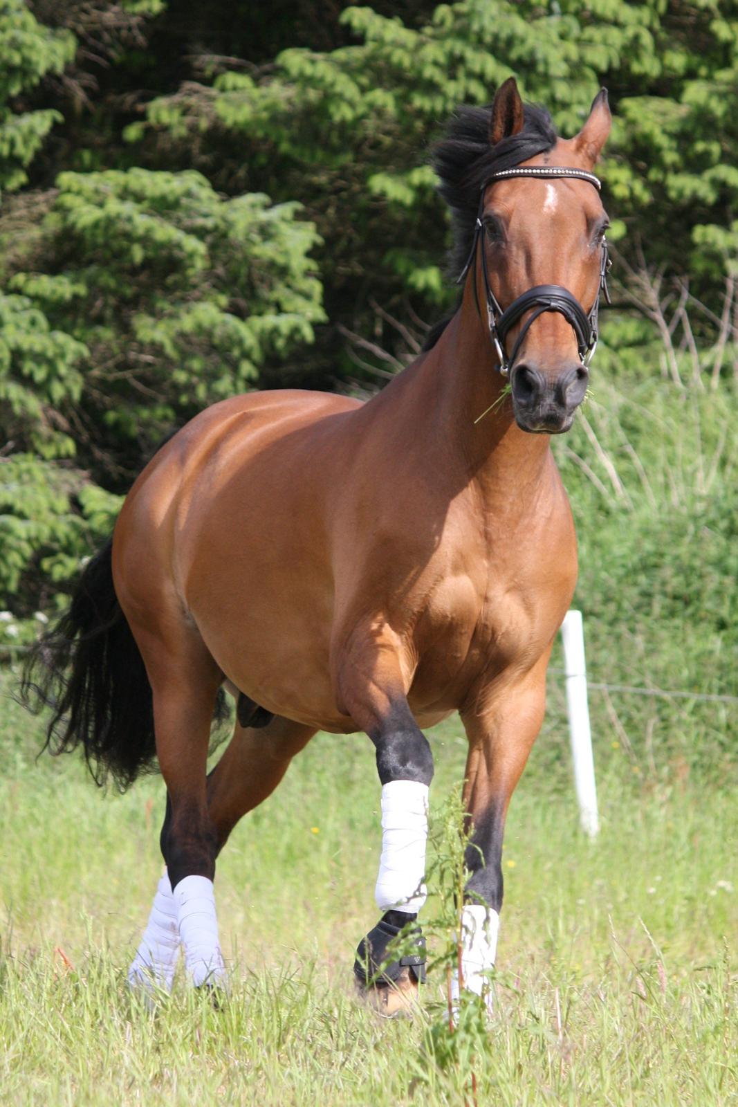 Skønneste Prunse billede 75