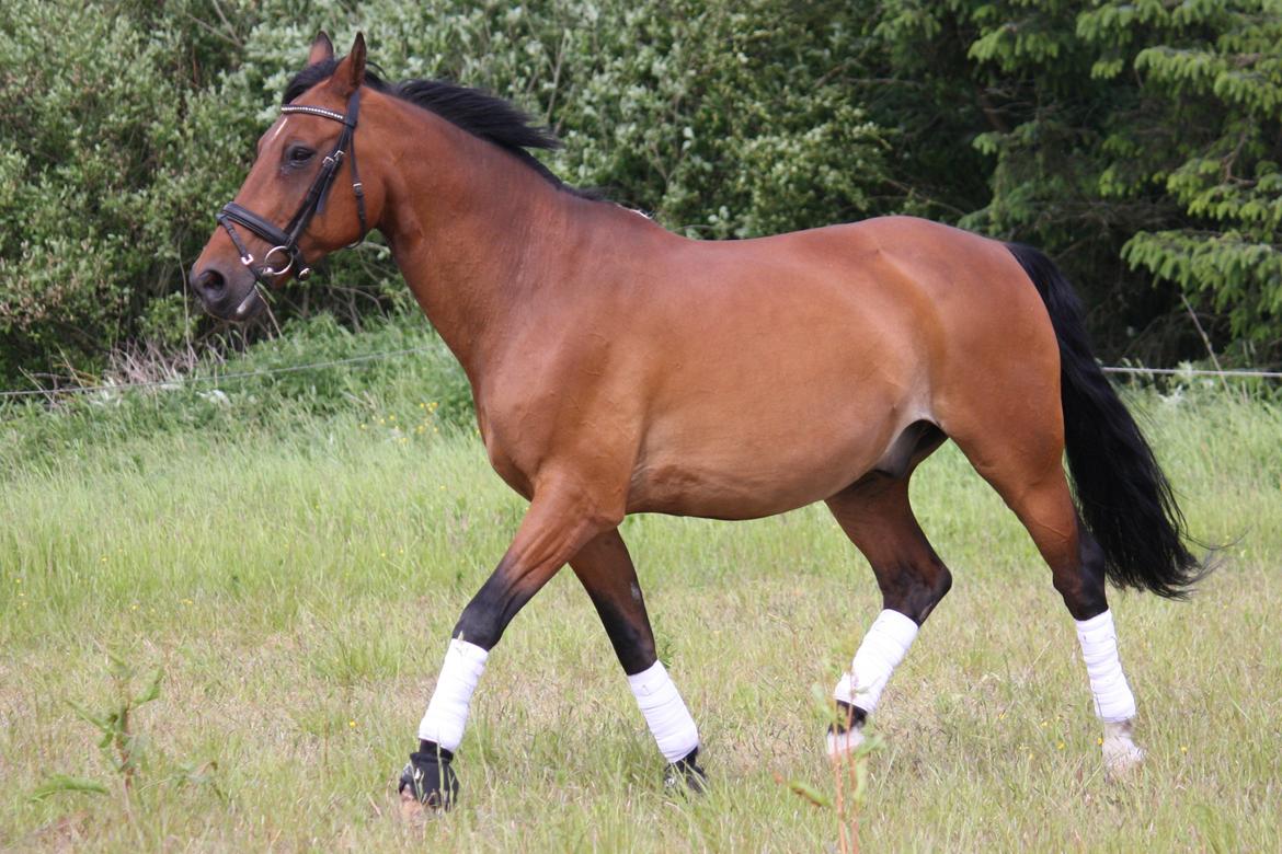 Skønneste Prunse billede 76