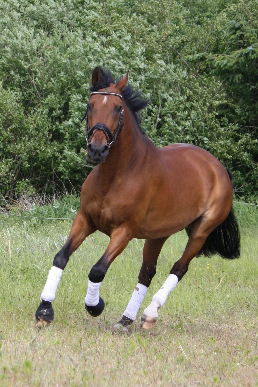 Skønneste Prunse billede 77