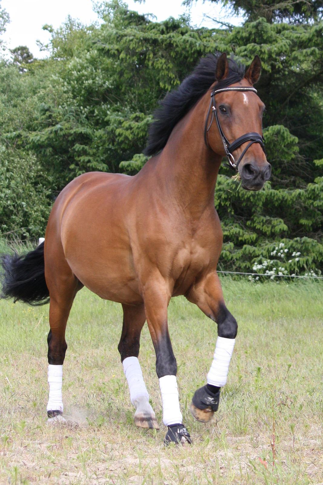 Skønneste Prunse billede 78