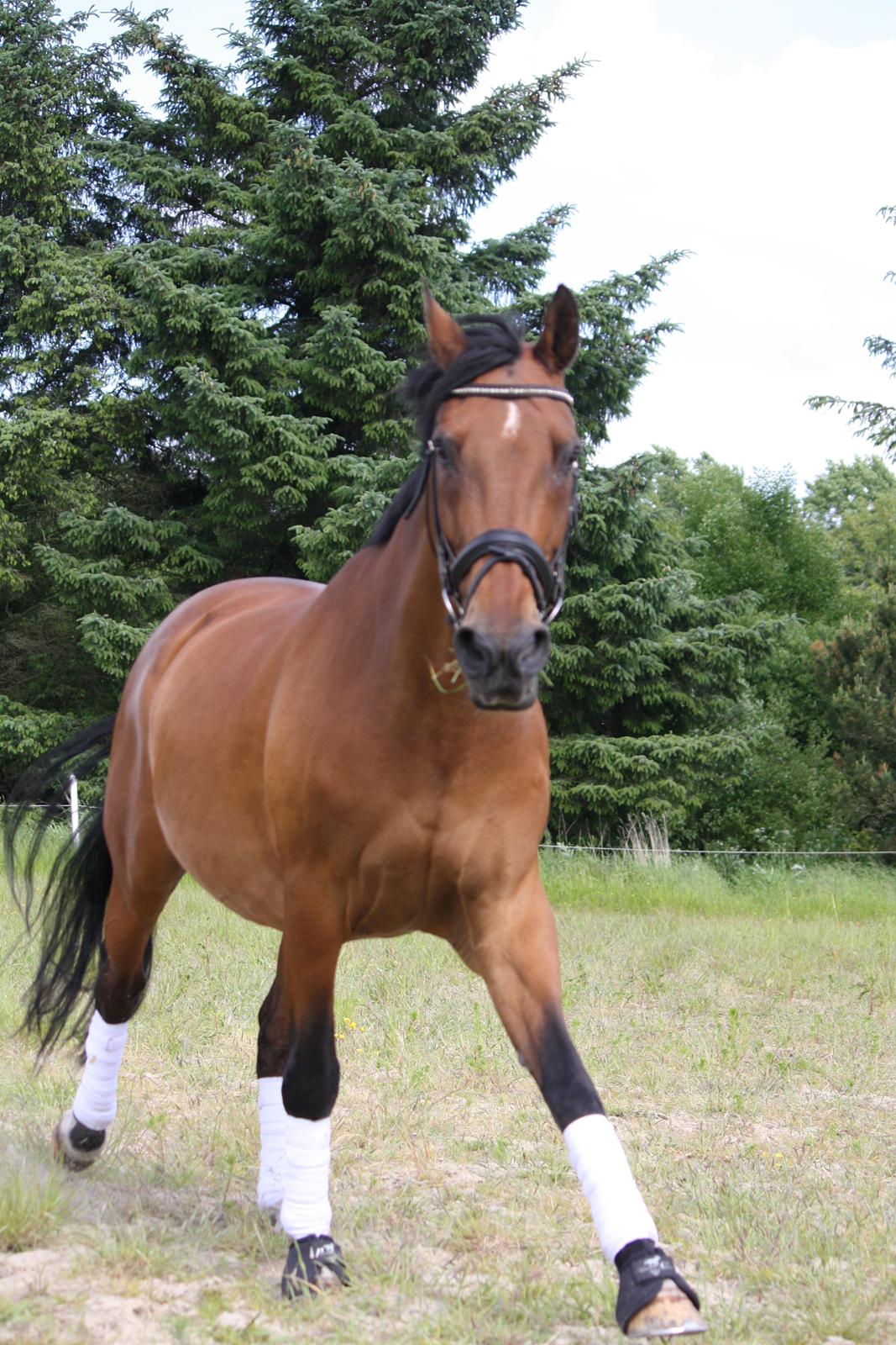 Skønneste Prunse billede 79