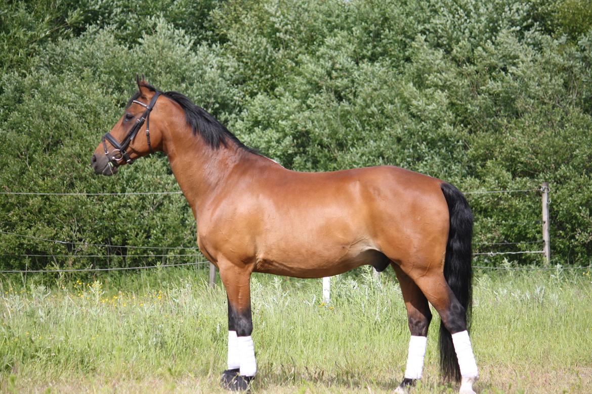 Skønneste Prunse billede 81