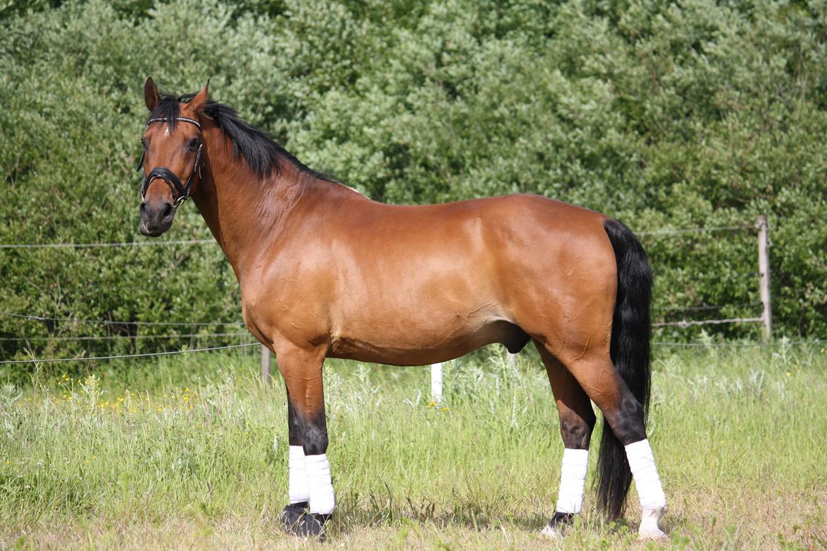 Skønneste Prunse billede 82