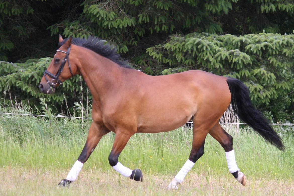 Skønneste Prunse billede 83