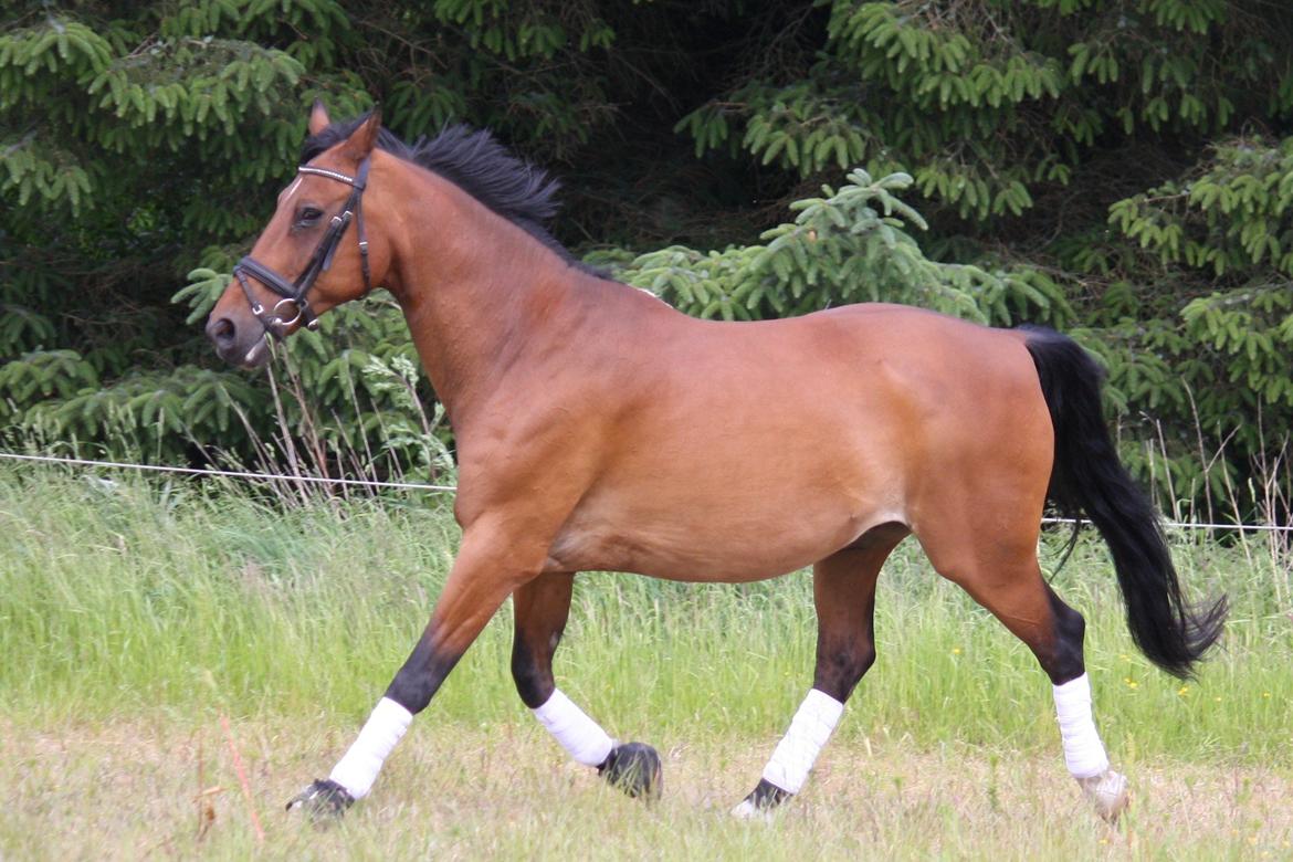 Skønneste Prunse billede 84