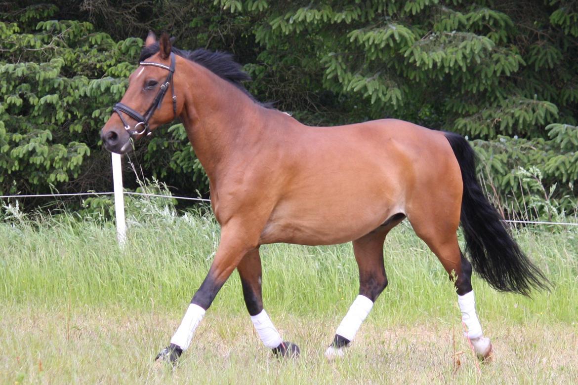 Skønneste Prunse billede 85