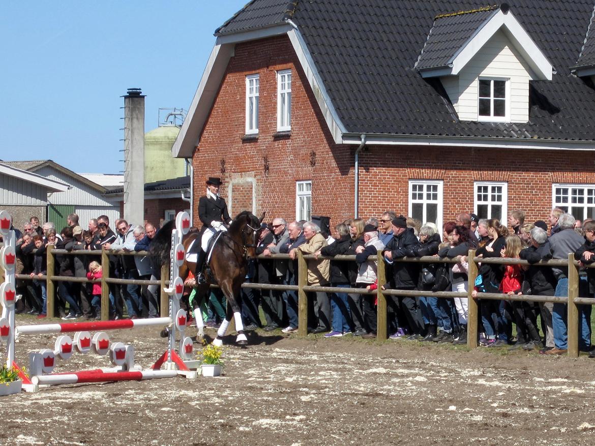 Bøgegårdens Laurino DVH 888 billede 1
