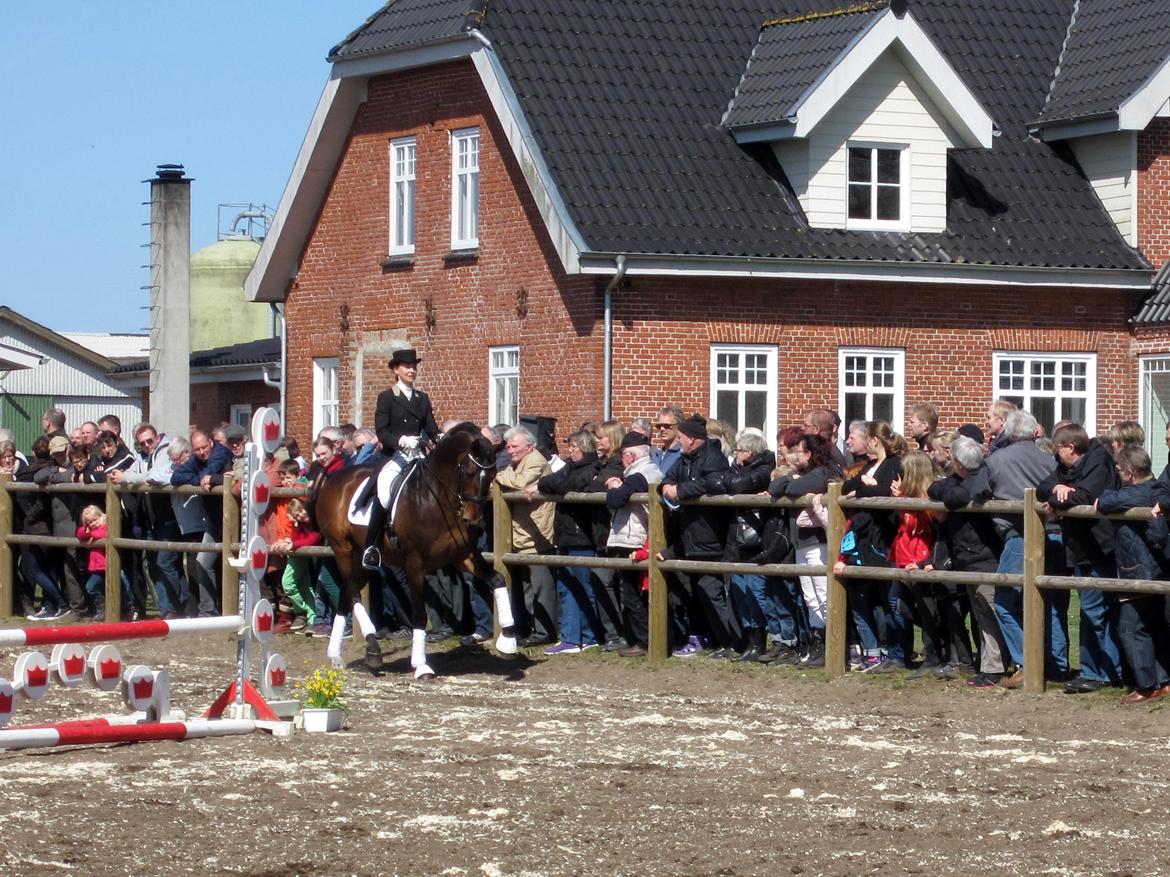 Bøgegårdens Laurino DVH 888 billede 2