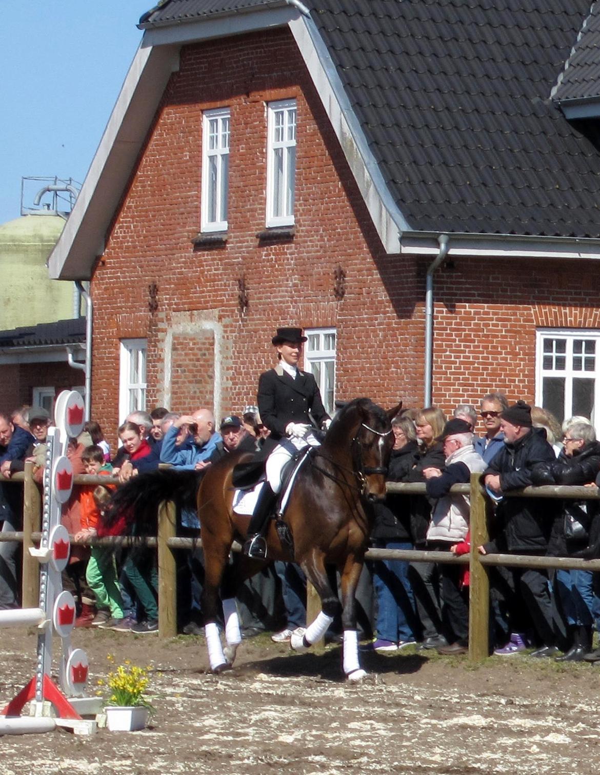 Bøgegårdens Laurino DVH 888 billede 3