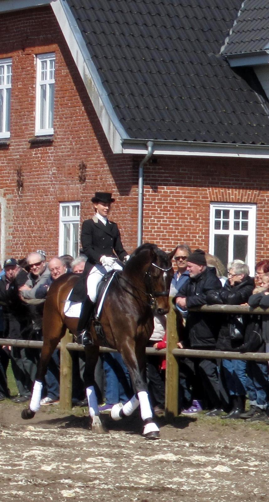 Bøgegårdens Laurino DVH 888 billede 4