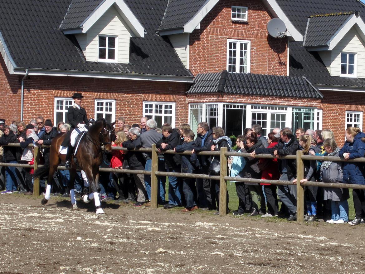 Bøgegårdens Laurino DVH 888 billede 5