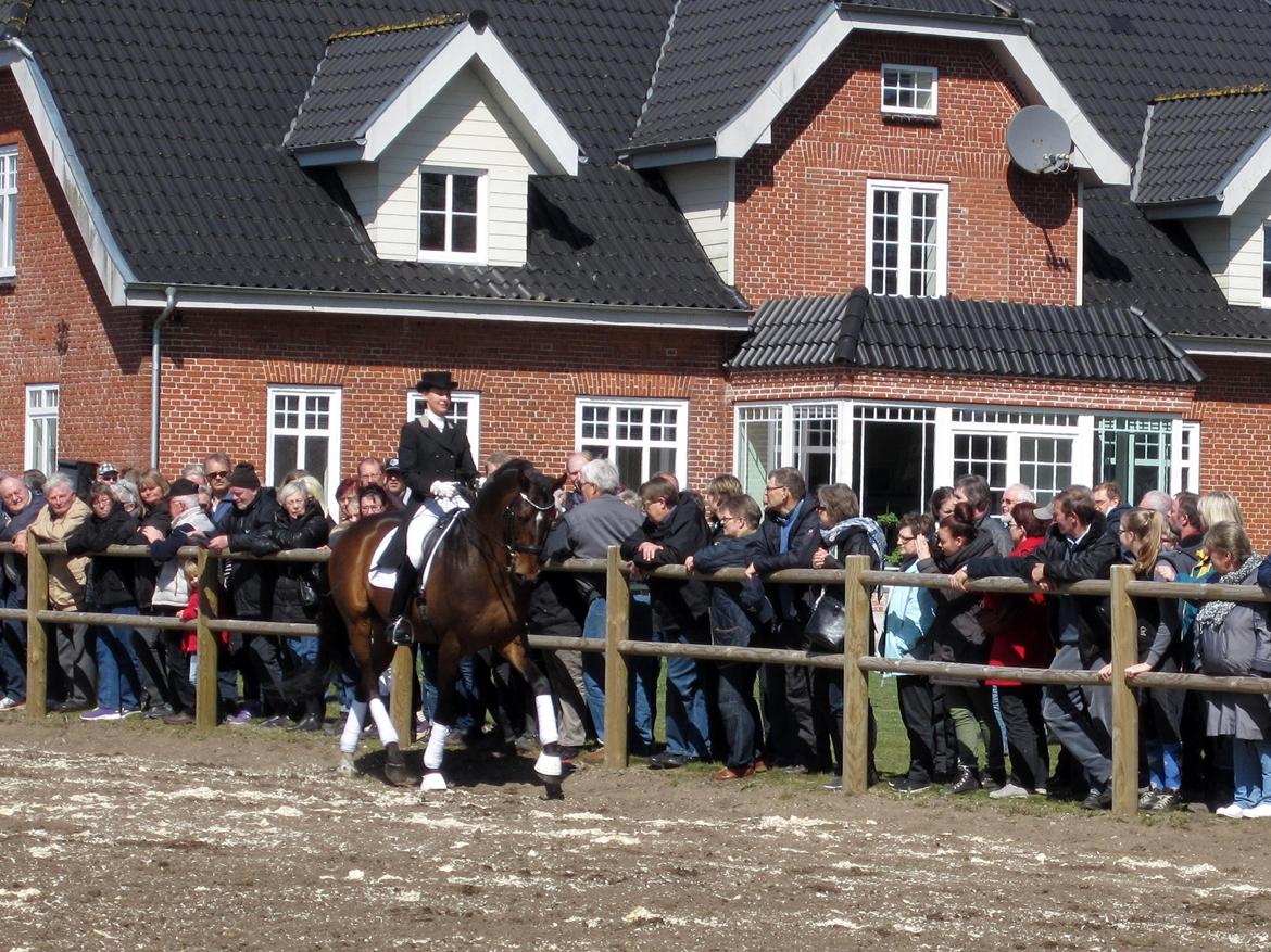 Bøgegårdens Laurino DVH 888 billede 6