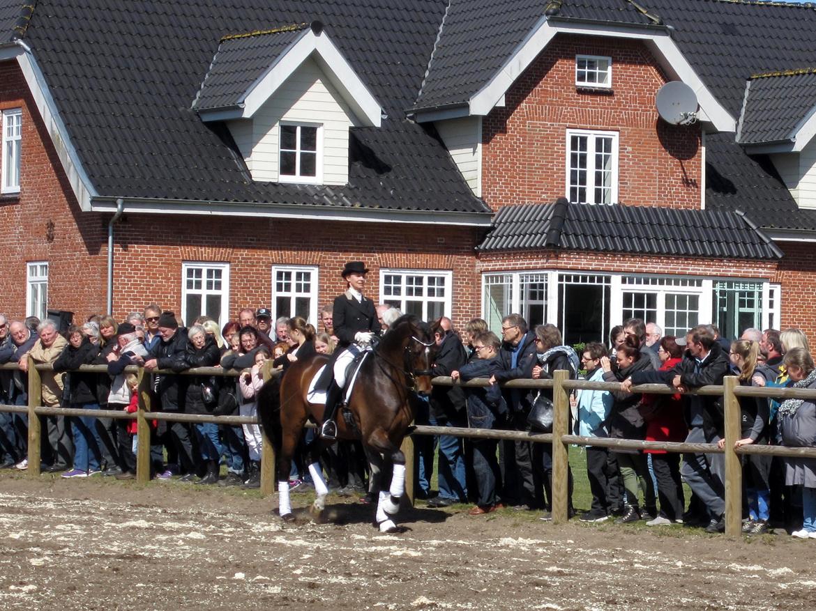 Bøgegårdens Laurino DVH 888 billede 7