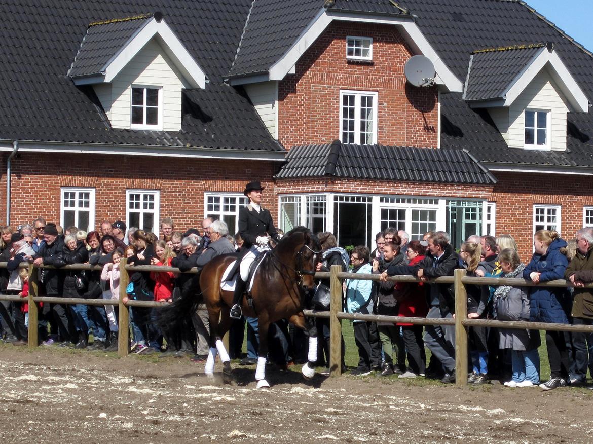 Bøgegårdens Laurino DVH 888 billede 8