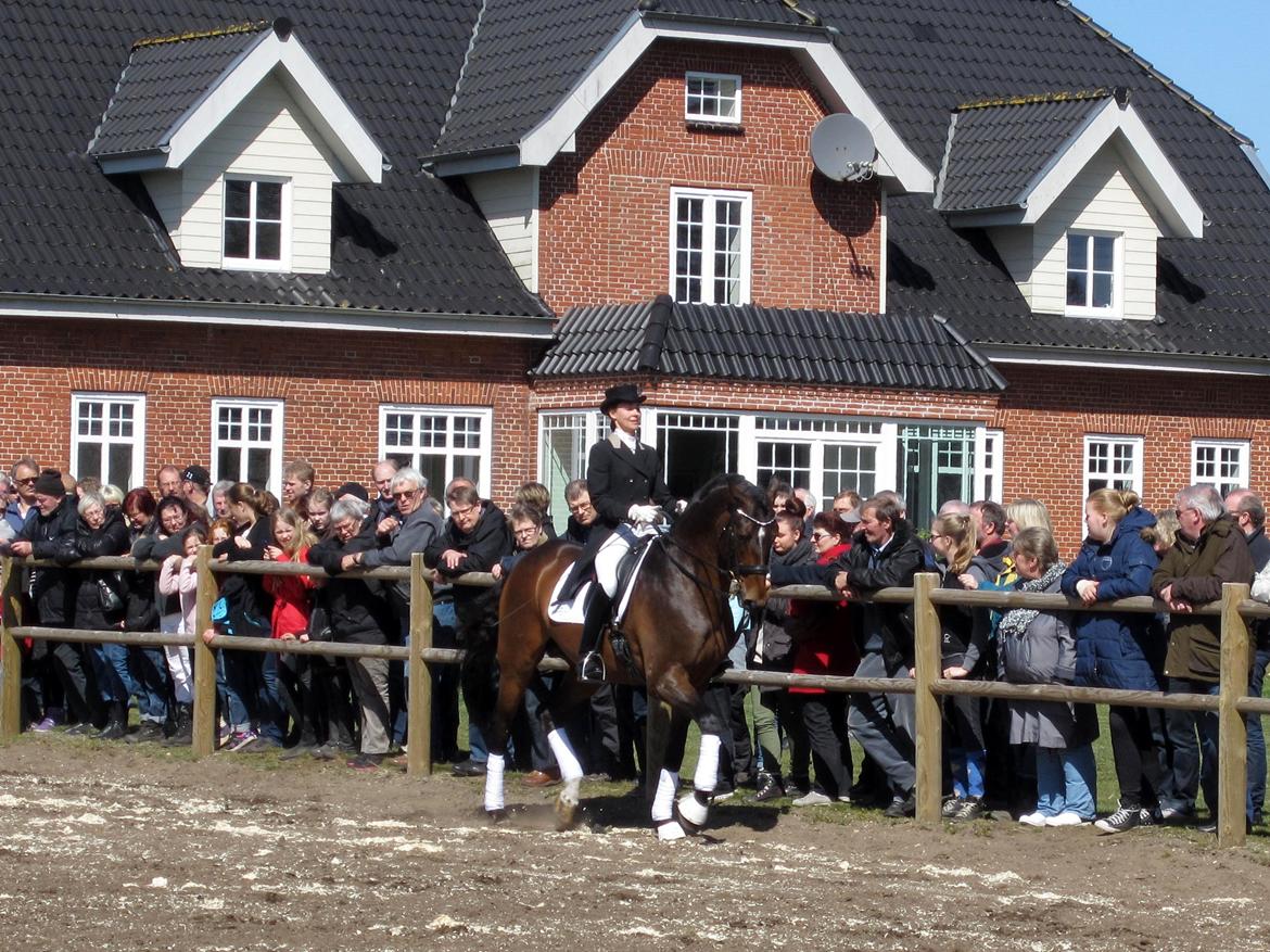 Bøgegårdens Laurino DVH 888 billede 9