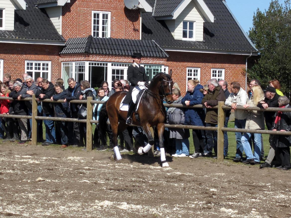 Bøgegårdens Laurino DVH 888 billede 10
