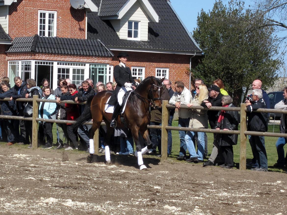 Bøgegårdens Laurino DVH 888 billede 11