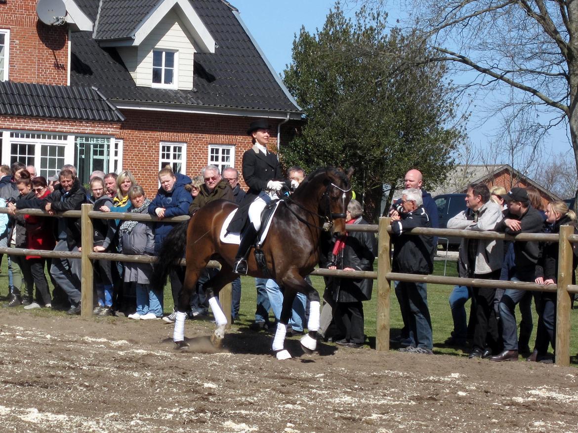 Bøgegårdens Laurino DVH 888 billede 12