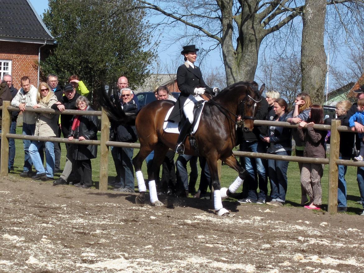 Bøgegårdens Laurino DVH 888 billede 14