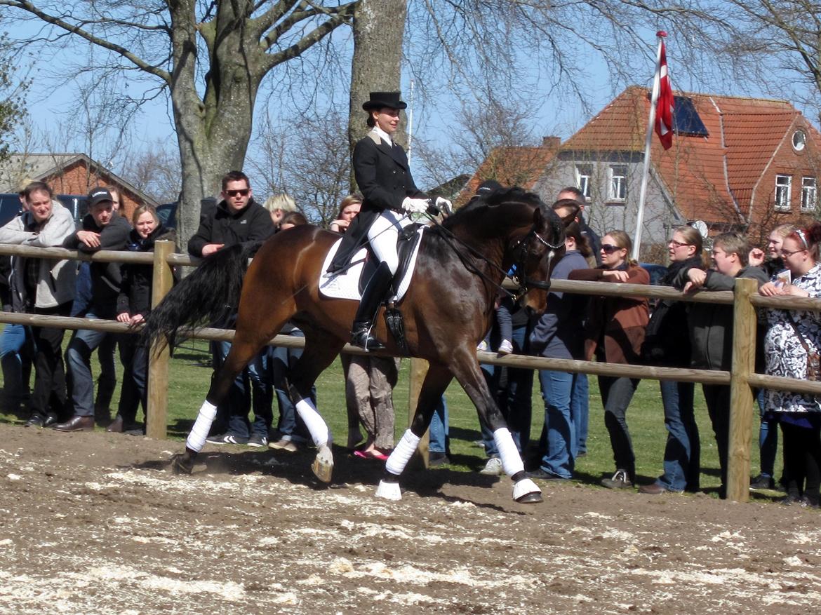 Bøgegårdens Laurino DVH 888 billede 15
