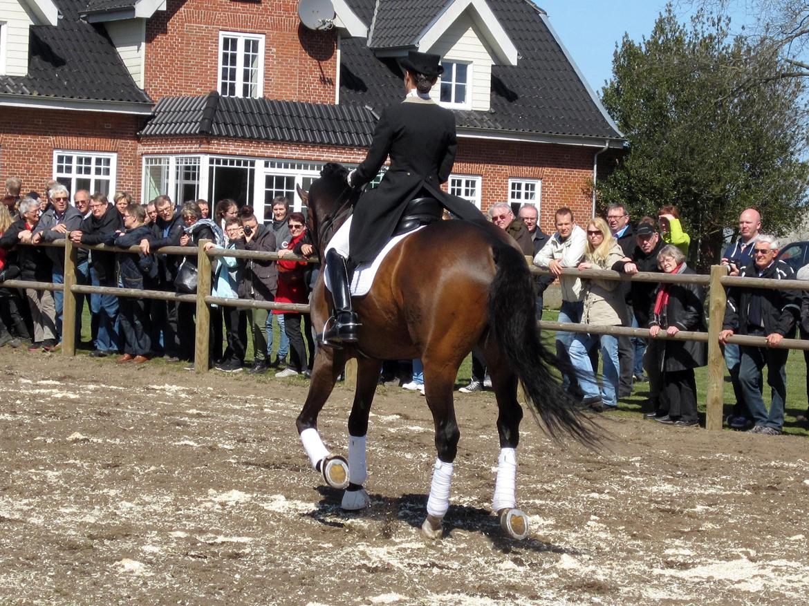 Bøgegårdens Laurino DVH 888 billede 16