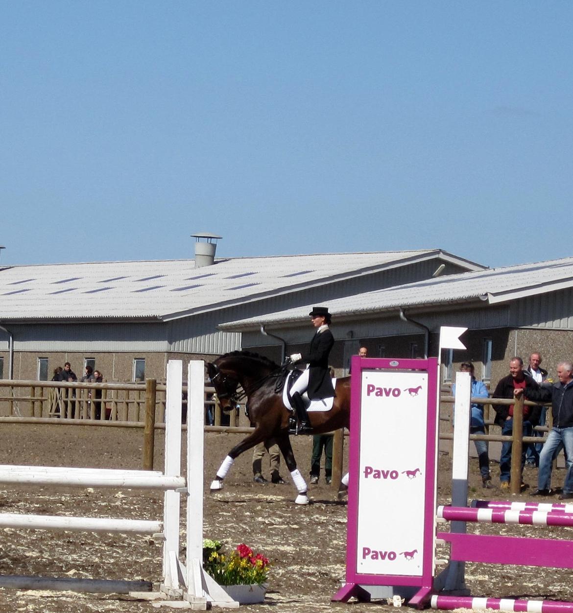 Bøgegårdens Laurino DVH 888 billede 17