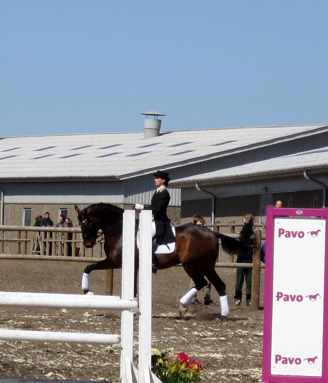 Bøgegårdens Laurino DVH 888 billede 18