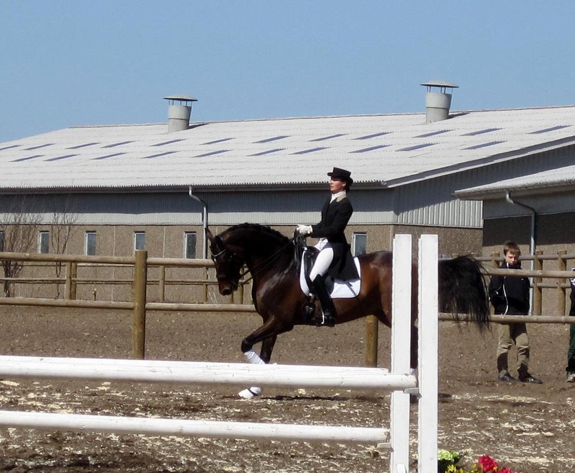 Bøgegårdens Laurino DVH 888 billede 19