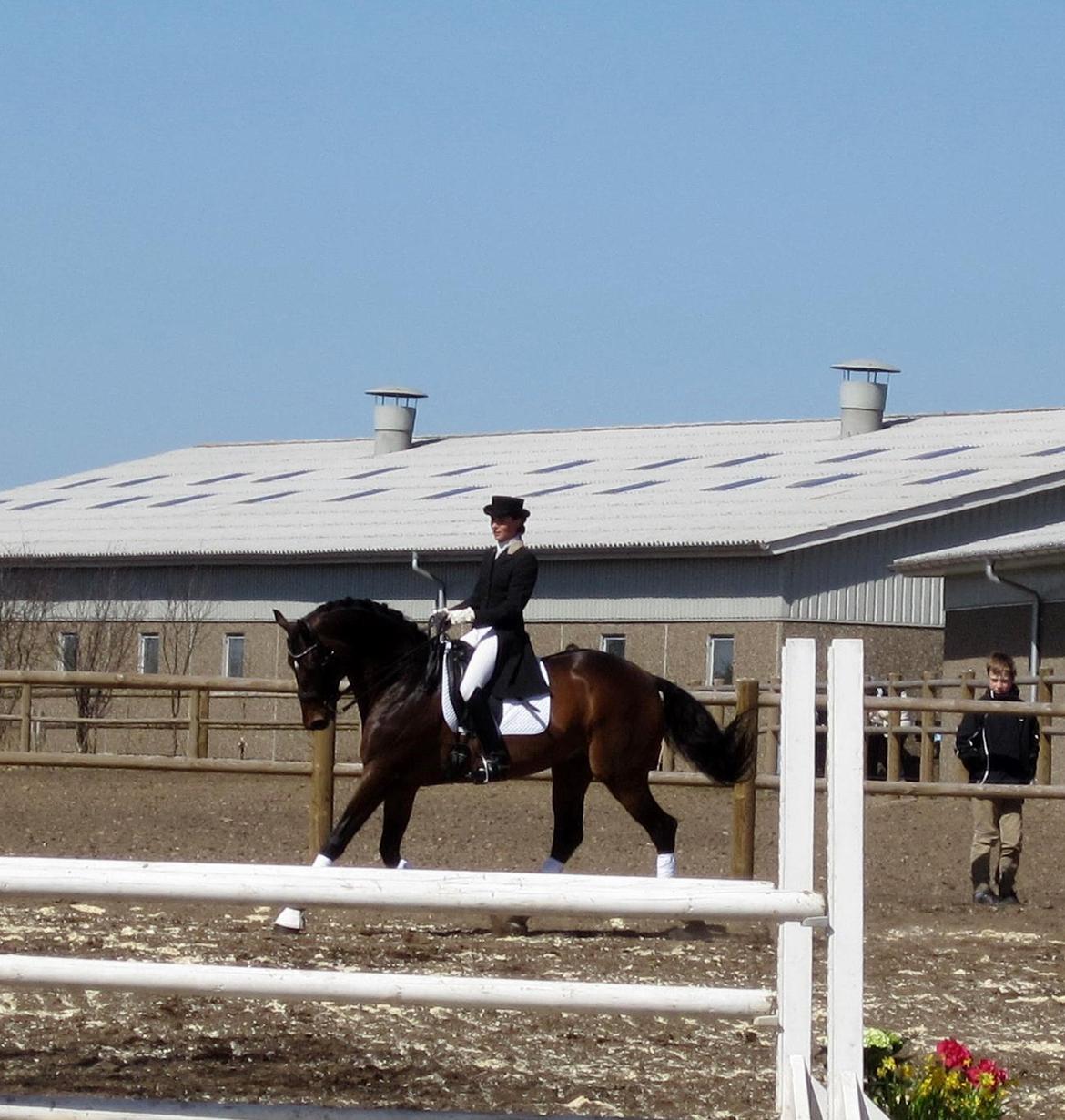 Bøgegårdens Laurino DVH 888 billede 20