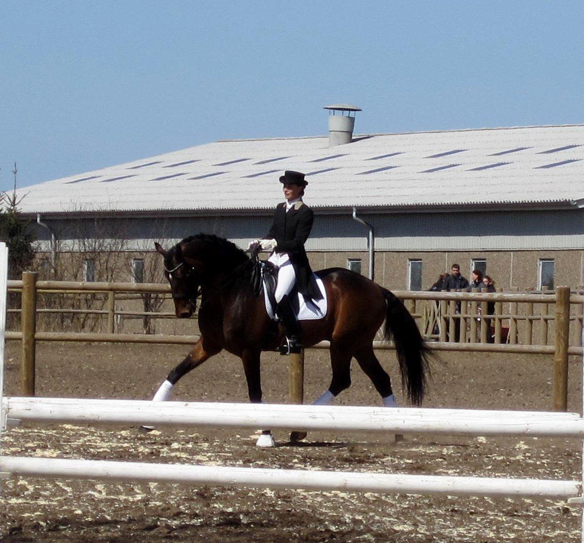 Bøgegårdens Laurino DVH 888 billede 21