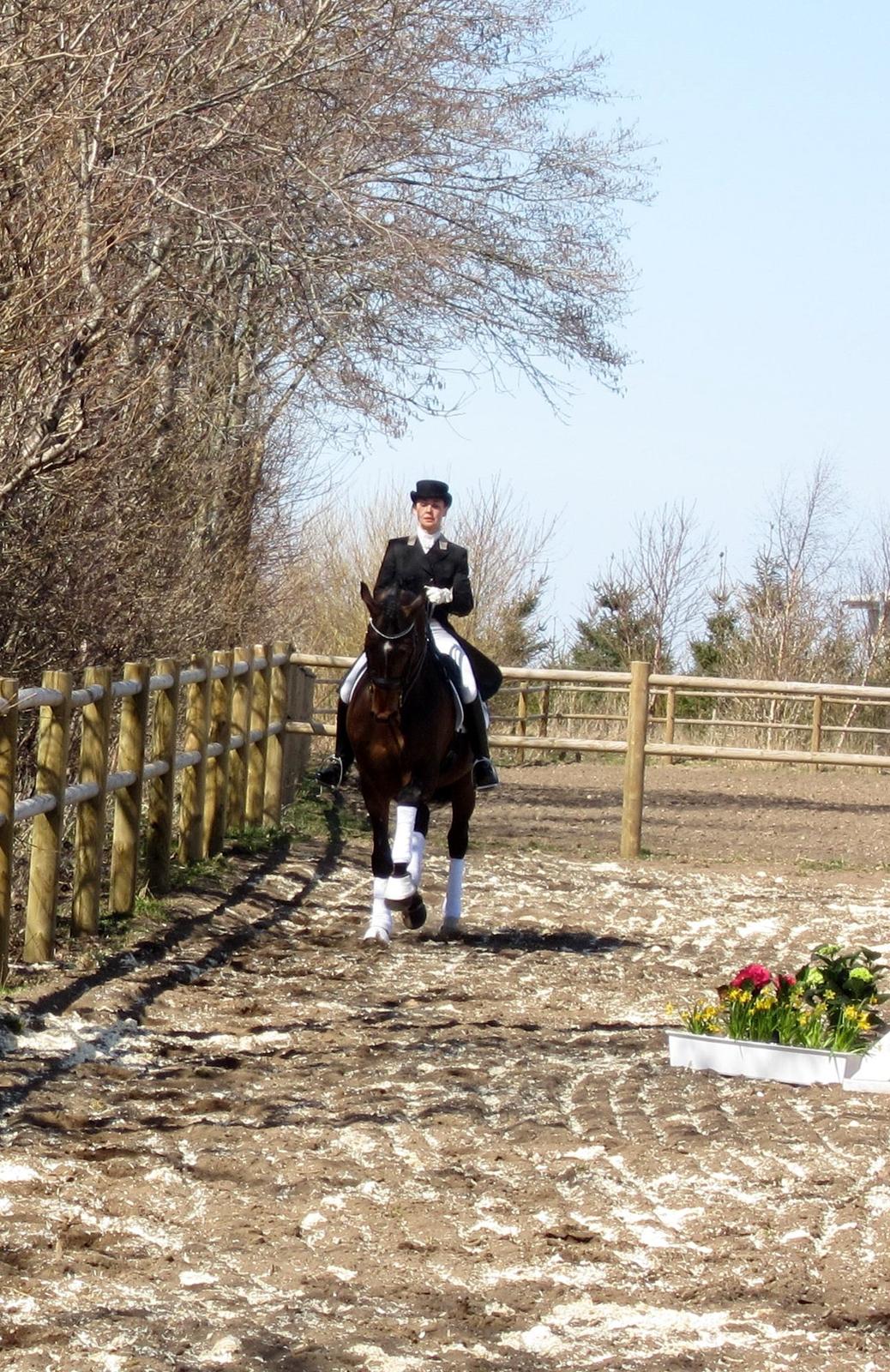 Bøgegårdens Laurino DVH 888 billede 22