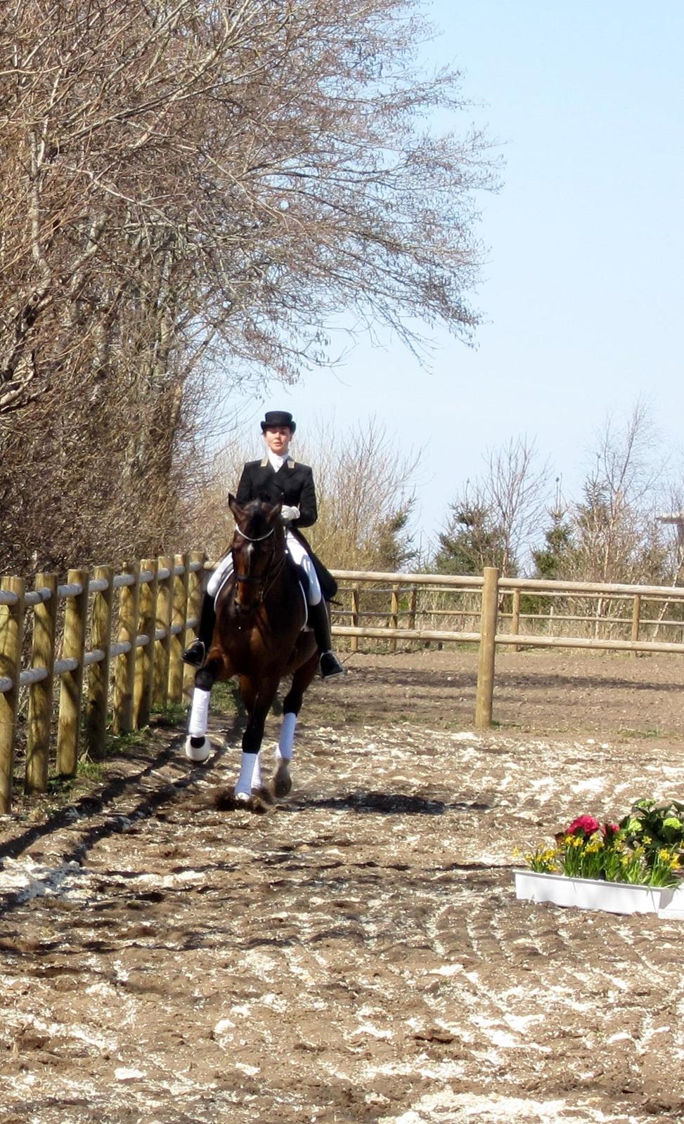 Bøgegårdens Laurino DVH 888 billede 23