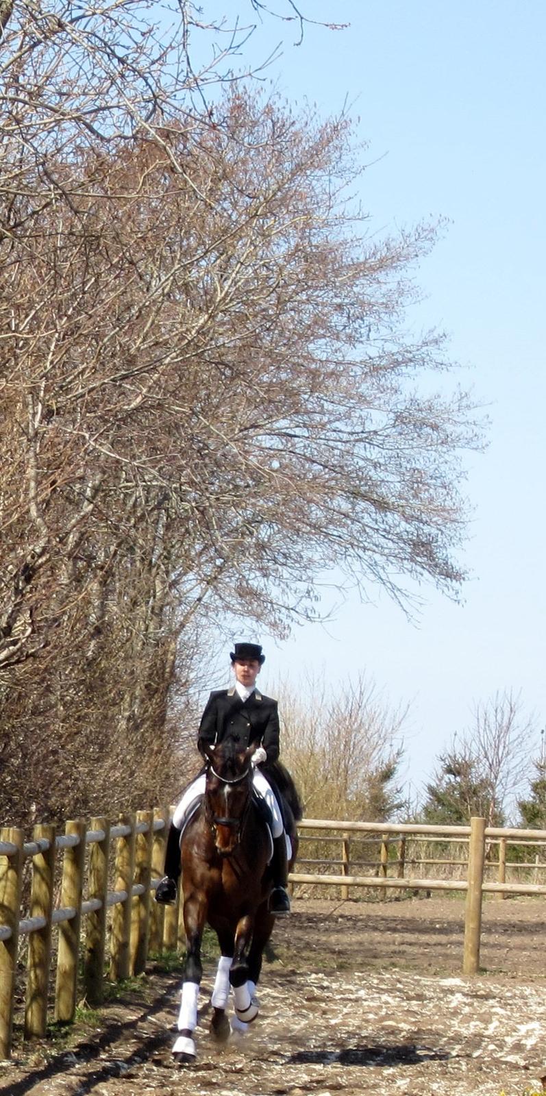 Bøgegårdens Laurino DVH 888 billede 24