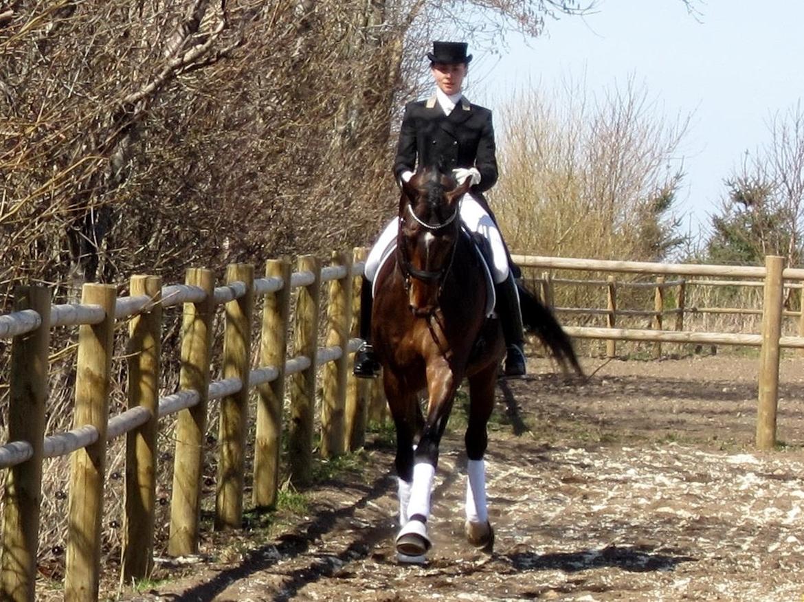 Bøgegårdens Laurino DVH 888 billede 25