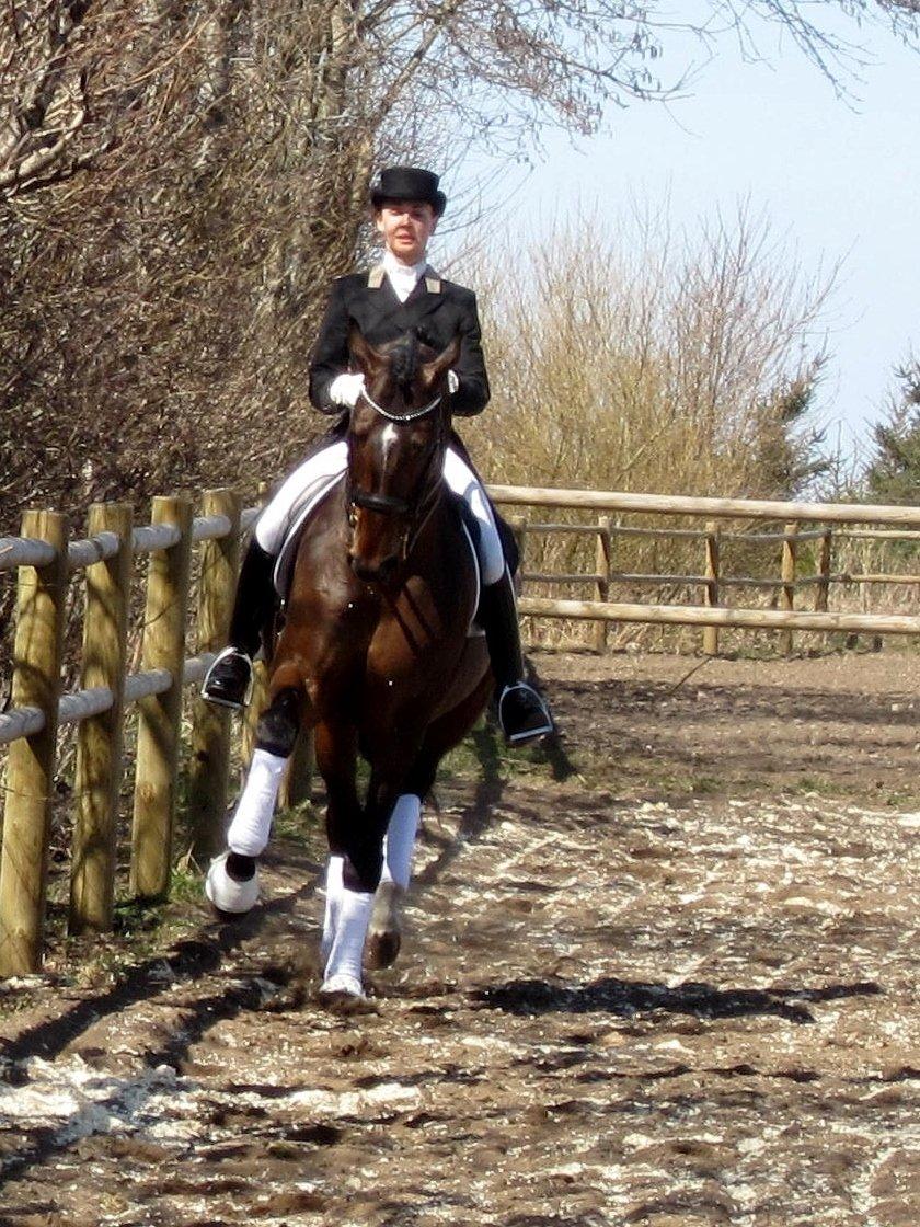 Bøgegårdens Laurino DVH 888 billede 26