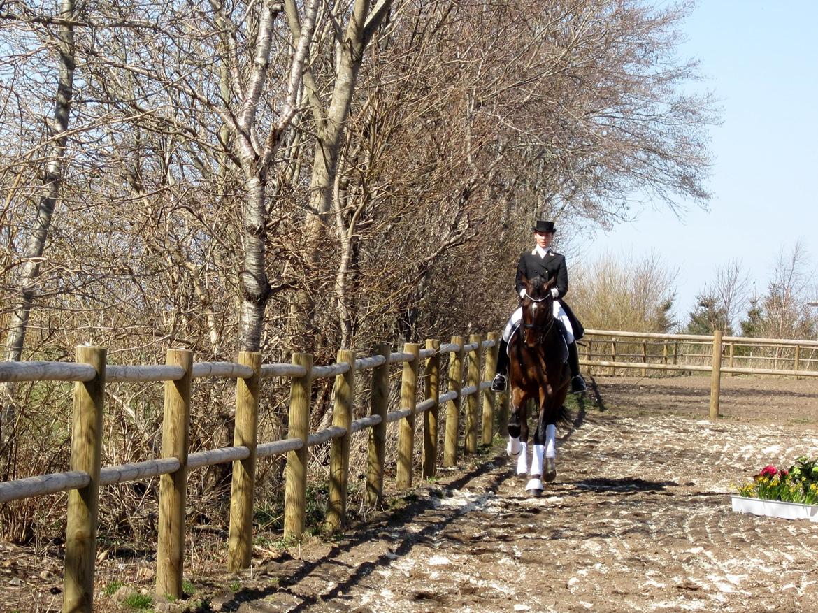 Bøgegårdens Laurino DVH 888 billede 27