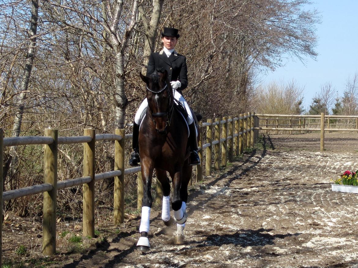 Bøgegårdens Laurino DVH 888 billede 28