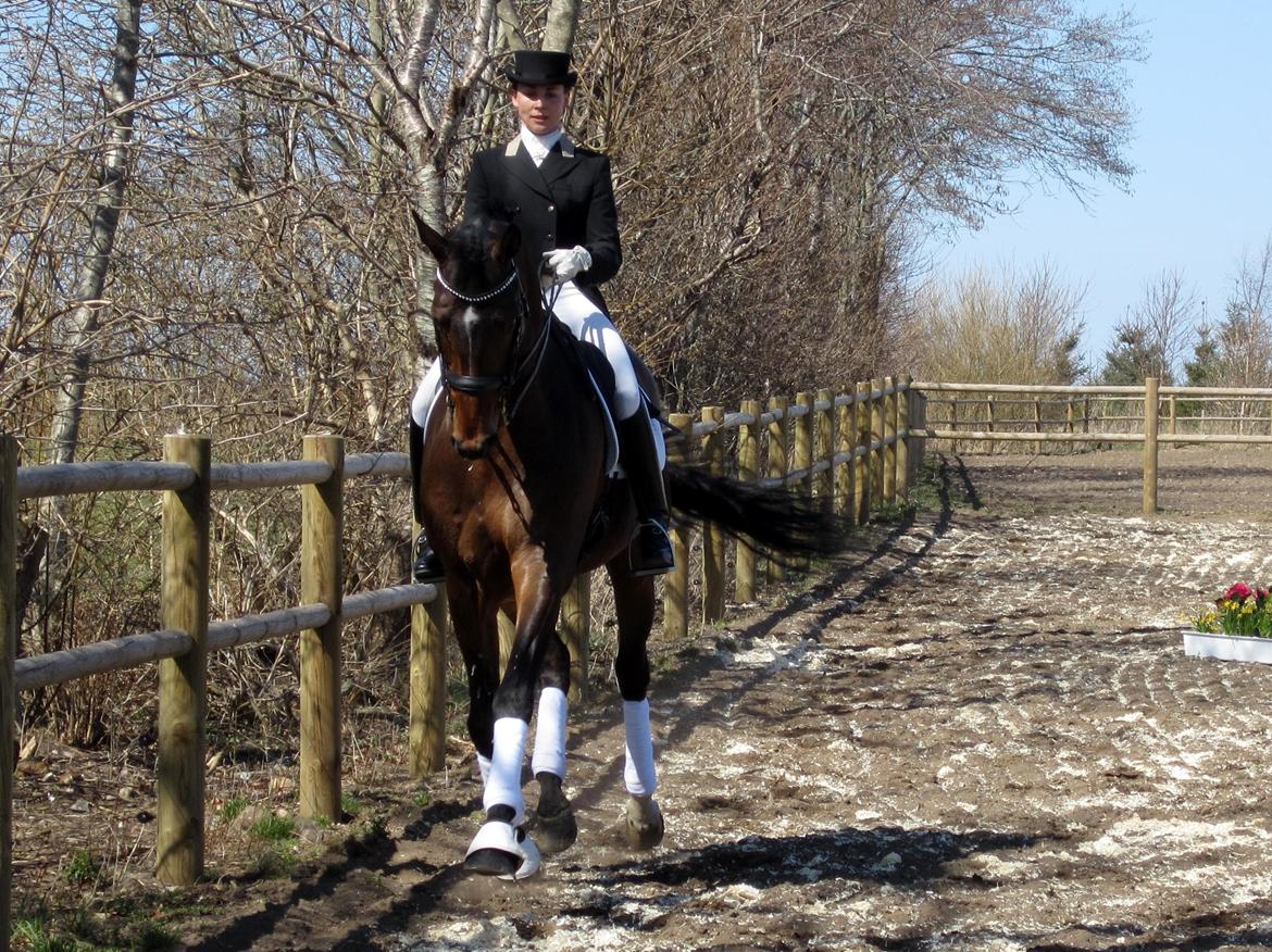 Bøgegårdens Laurino DVH 888 billede 29