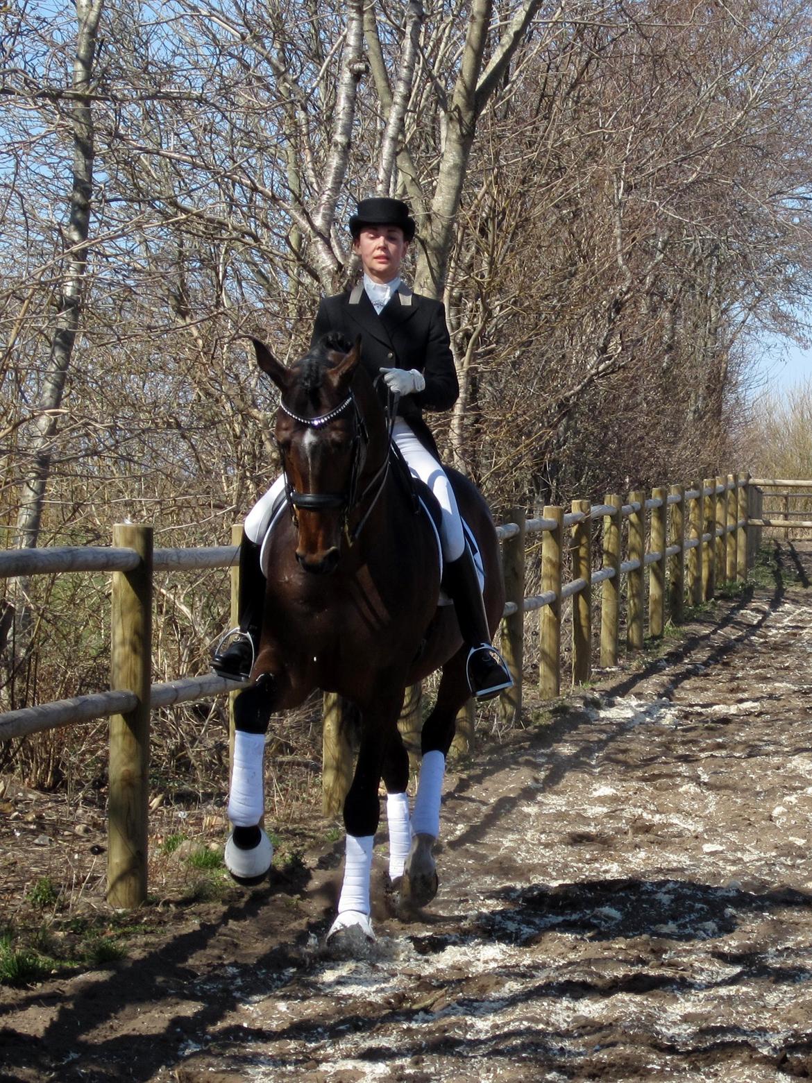 Bøgegårdens Laurino DVH 888 billede 30