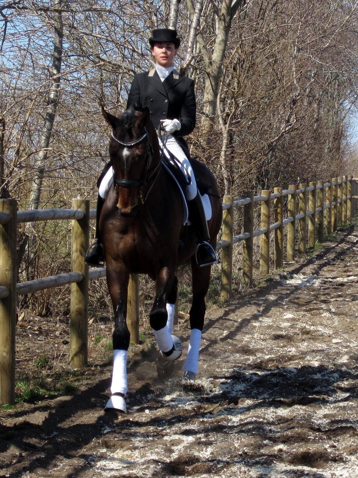 Bøgegårdens Laurino DVH 888 billede 31