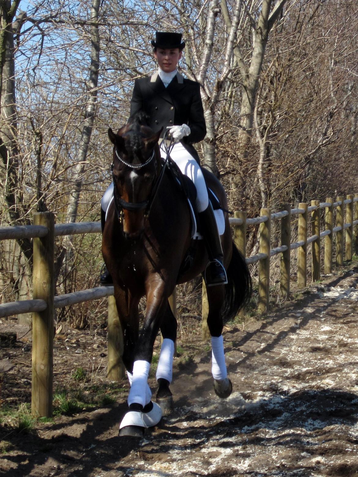 Bøgegårdens Laurino DVH 888 billede 32