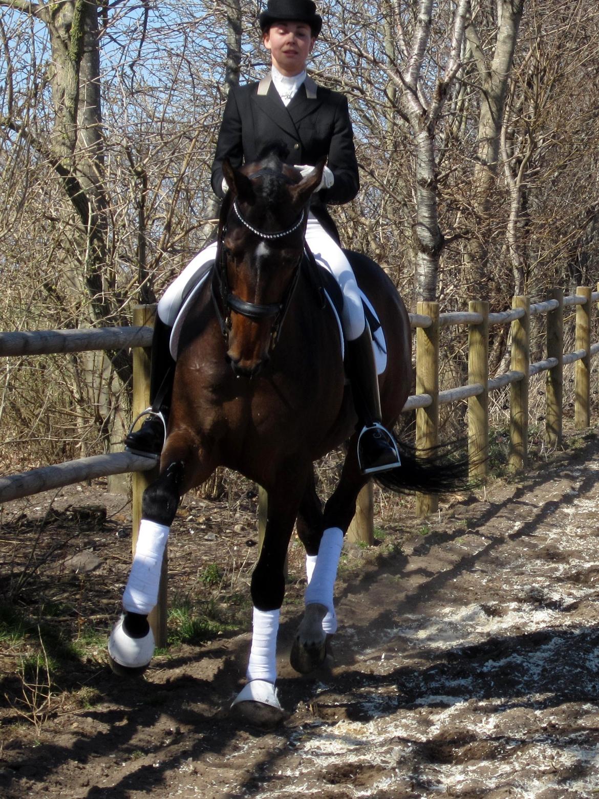 Bøgegårdens Laurino DVH 888 billede 33