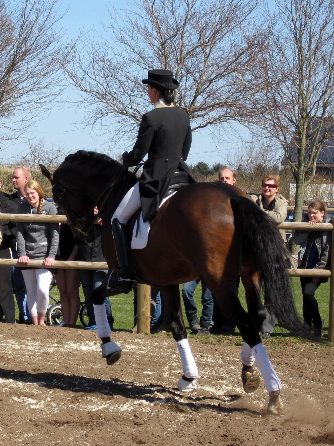 Bøgegårdens Laurino DVH 888 billede 34