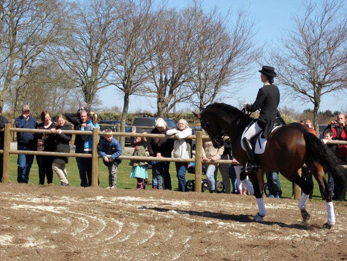 Bøgegårdens Laurino DVH 888 billede 35