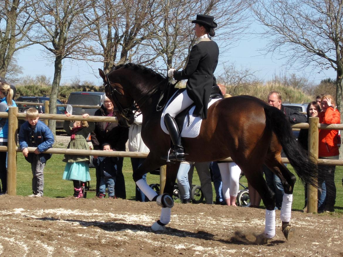 Bøgegårdens Laurino DVH 888 billede 36